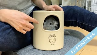 The new house that is perfect for chinchillas is too cute! | Funny and Cute Chinchilla