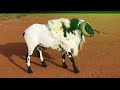 sheepfight rayalaseema rayalaseema pottelu.2