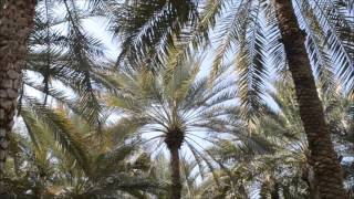 Inside Al Ain Oasis , Abudhabi, The UAE