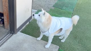 お出かけしたい欲MAXの子羊ちゃん柴犬