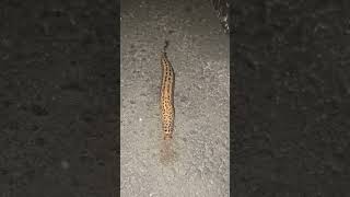 Leopard Slug #foryou #animals #nature