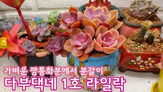 다부댁네 1호 다육이 라일락을 깡통화분에서 도자기화분으로 분갈이 : 수형을 교정해서 더 아름답게