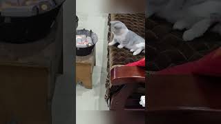 Curiosity Kills The Cat
