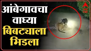 Pune: बिबट्याला भिडणारा वाघ्या, 15 दिवसात दोनवेळा हल्ला, तरीही वाघ्या भिडला, बिबट्याला पळवून लावला
