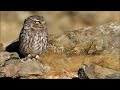 extremadura steenuil athene noctua little owl mochuelo europeo Сич хатній burung hantu kecil.