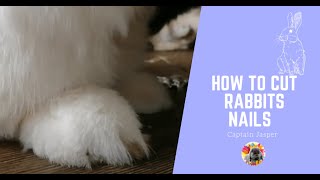 How to clip your rabbits nails w/ less stress!