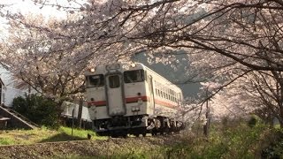 紀勢本線 情景 「2011年春景色 桜編」 vol.3