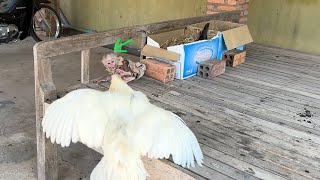 Mom Wonder Why Minea Always Run To Play Near Mommy chicken Nest Like This?