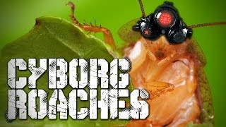 Cyborg Cockroaches!!!