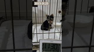 夜１１時半に吠える子犬【ヨークシャーテリア】