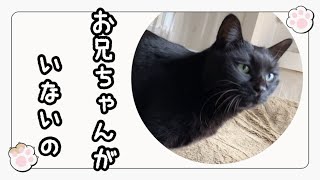 お兄ちゃん大好き♫