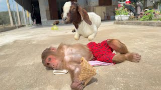 Incredible ! CUTIS works hard earn money to take special care of Goat