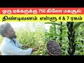 எள்ளு சாகுபடி முறை - A to Z | Ellu Vivasayam | Sesame Cultivation in Tamil |திண்டிவனம் 4 & 7