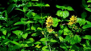 한국의 야생화 - 참좁쌀풀(Lysimachia coreana)