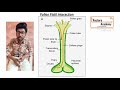 lecture 5 class xii reproduction in plants outbreeding devices u0026 pollen pistil interaction