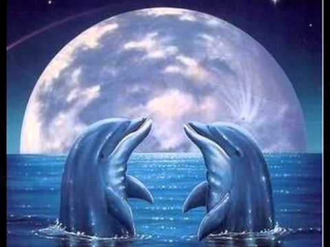 Delfin Youtube
