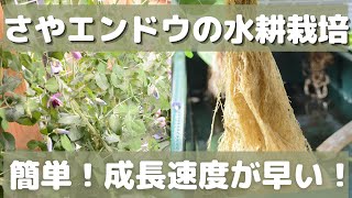 さやえんどうの水耕栽培できる！？成長速度とコツを紹介