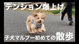 待ちに待ったお散歩デビュー！初めてのお散歩に子犬のマルプーはどんな反応するのか【トイプードル×マルチーズ】