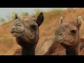 4k african wildlife ｜ wildlife adventure with african music ｜ masai mara national reserve 4k