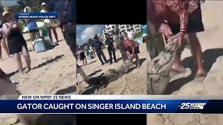 Alligator spotted, removed from South Florida Beach