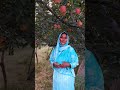 kashmieapple 🍎 garden கொத்துகொத்தா காஷ்மீர் ஆப்பிள்ங்க kashmir kashmirapple garden villagelife