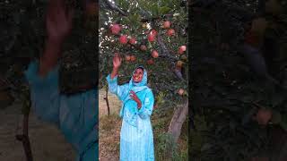 kashmieapple 🍎 garden / கொத்துகொத்தா காஷ்மீர் ஆப்பிள்ங்க #kashmir #kashmirapple #garden#villagelife