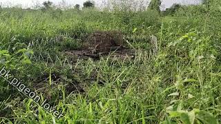 Junglee teetar Ka Shikar | grey francolin hunting sound | teetar ki awwaz