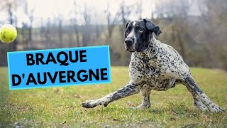 Braque d'Auvergne - Auvergne Pointer - Facts and Information