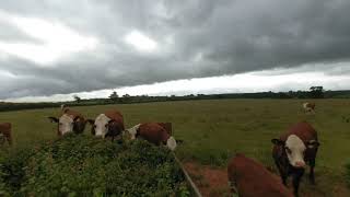 Cows in a field VR180 Lenovo Mirage Solo Camera