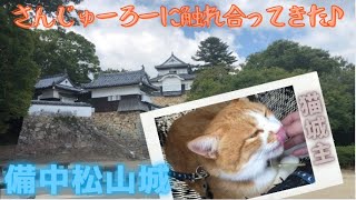 備中松山城の猫城主！さんじゅーろーと戯れてきた♪