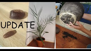 UPDATE - Grow Exotic Houseplant From Date Seed – Date Palm Propagation