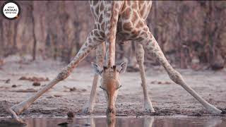 Animals in the Wild | Giraffe Drinking Water