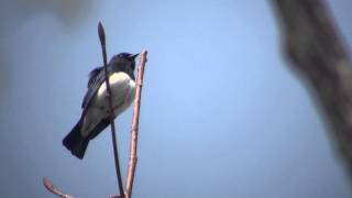 野鳥撮影・ オオルリの囀り3　Blue-and-White Flycatcher