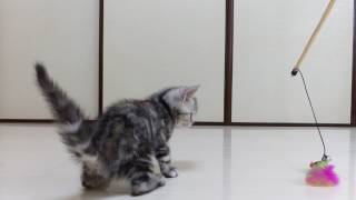 子猫のかわいい動画。ダイソーの猫じゃらしで遊ぶ猫。アメショのアオ