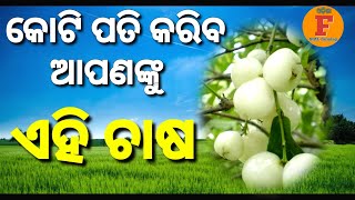 ଏହି ଗୋଟିଏ ଚାଷ ଆପଣଂକୁ କରିବ କୋଟିପତି।।#jamunfruit ।। #jamunfruit farming#agriculture