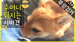 시바견(shibainu_곰탱이_주머니 뒤지는 시바견(루팡멍멍이)