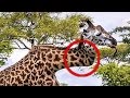 10 Animals Who SURVIVED the Impossible