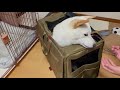 【意外】すんなりキャリーバッグに入れた理由！！　carry bag dog