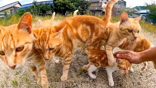 猫島で空地に行くと野良猫が次々と集まってきて取り囲まれた