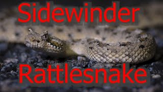 Sidewinder Rattlesnake