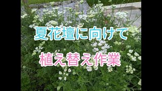 夏に向けて花壇の花に植え替えしました