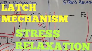 Guyton chapter 8 | Latch mechanism | stress relaxation | Reverse stress relaxation | Lec 45