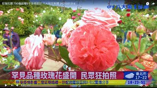 玫瑰花展 700個品種5千多株綻放 八大民生新聞 2021031314