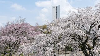 マイ スライドショー　大仙公園のヒトエシロヒガンシダレ（一重白彼岸枝垂）（２０１６年３月２８日）