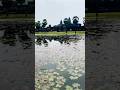 Beautiful natural aquarium pond in Angkor Wat Temple, Cambodia #shorts #aquarium #beautiful #viral