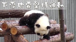 《熊貓早晚安》下雪也要堅持運動 | iPanda熊貓頻道