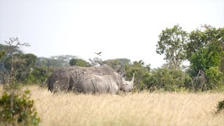 🌍 Southern White Rhino | Kenya | Kifaru | ミナミシロサイ