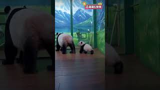 萌萌妹猪玩具面前无母女 #giantpanda #panda #pandachina #pandas #大熊猫 #熊猫 #熊猫界顶流 #熊猫宝宝 #国宝熊猫 #国宝大熊猫 #国宝不愧是国宝 #妹猪