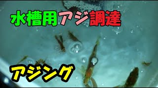 春の日本海で水槽用のアジを求めてアジング！