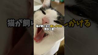 猫が飼い主に話しかける理由5選 #猫 #ねこ #保護猫 #猫のいる暮らし #猫のいる生活 #雑学 #猫動画 #猫好きさんと繋がりたい #猫好き #猫との暮らし #ねこ好き VOICEVOX:青山龍星